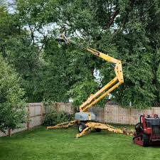 Best Fruit Tree Pruning  in Littlefield, TX