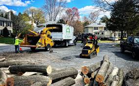 Best Tree Preservation Services  in Littlefield, TX