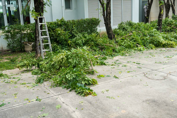 Professional Tree Removal in Littlefield, TX