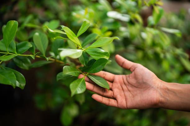 How Our Tree Care Process Works  in  Littlefield, TX