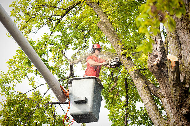 Best Tree Maintenance Programs  in Littlefield, TX