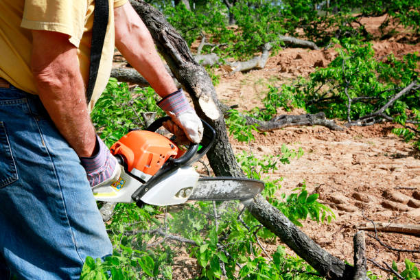 Best Emergency Tree Removal  in Littlefield, TX